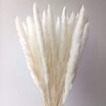 pampas grass plants for sale - Pampas Grass