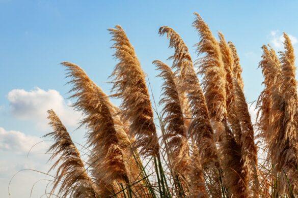 How long does pampas grass last? - Pampas Grass