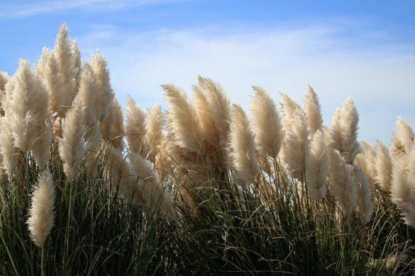 Pampas Grass Colors - Pampas Grass