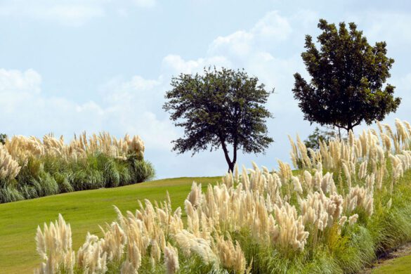 How to make a simple pampas grass centerpiece - Pampas Grass