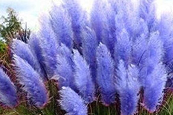 What is blue pampas grass and where does it grow - Pampas Grass